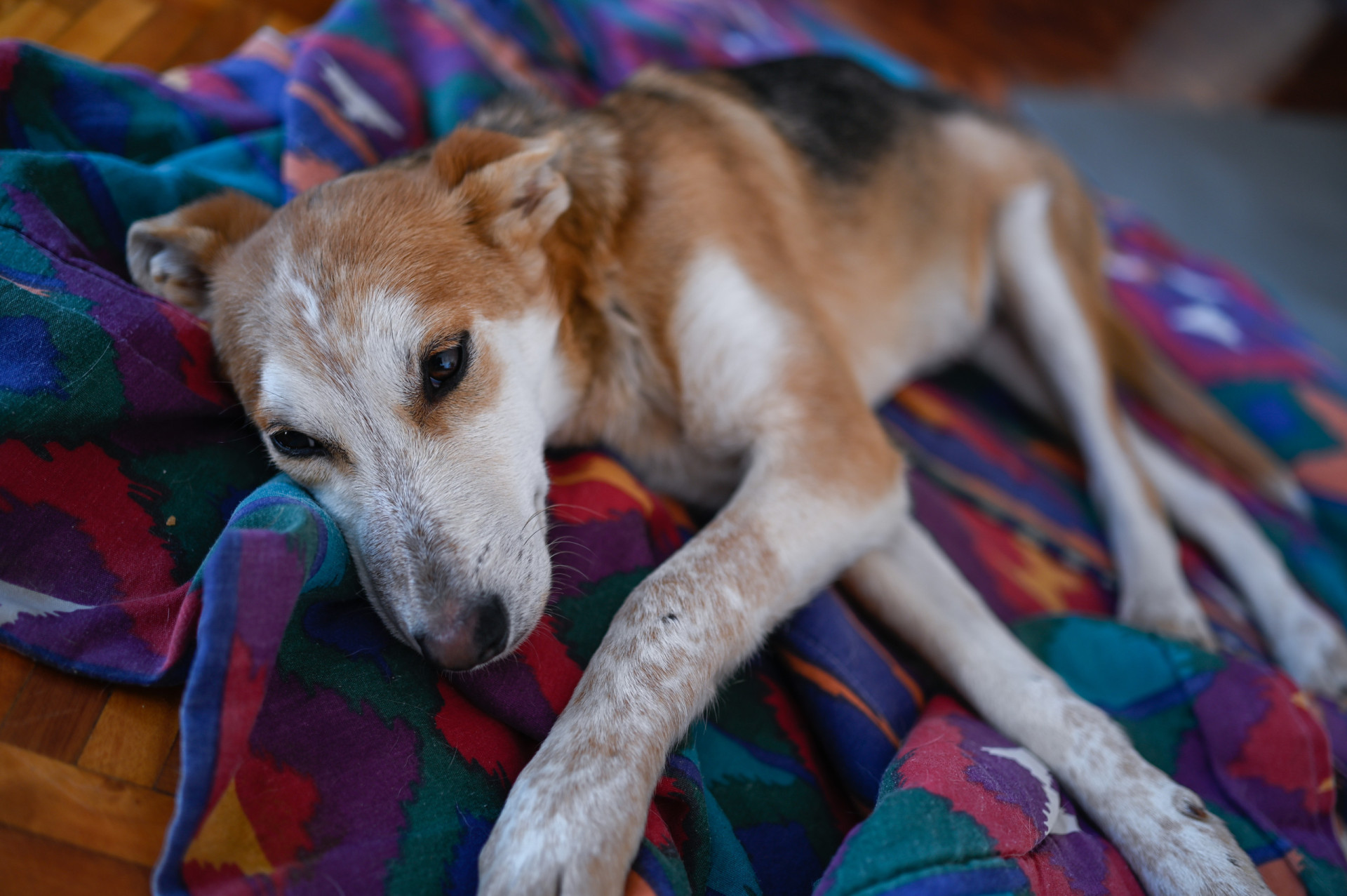 View of Hidden diseases that can be fatal to your dog