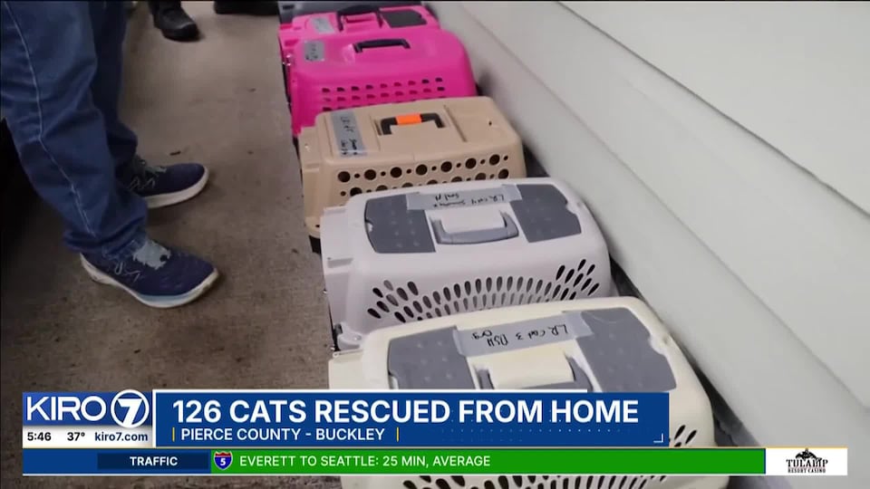 Video: 126 cats rescued from home