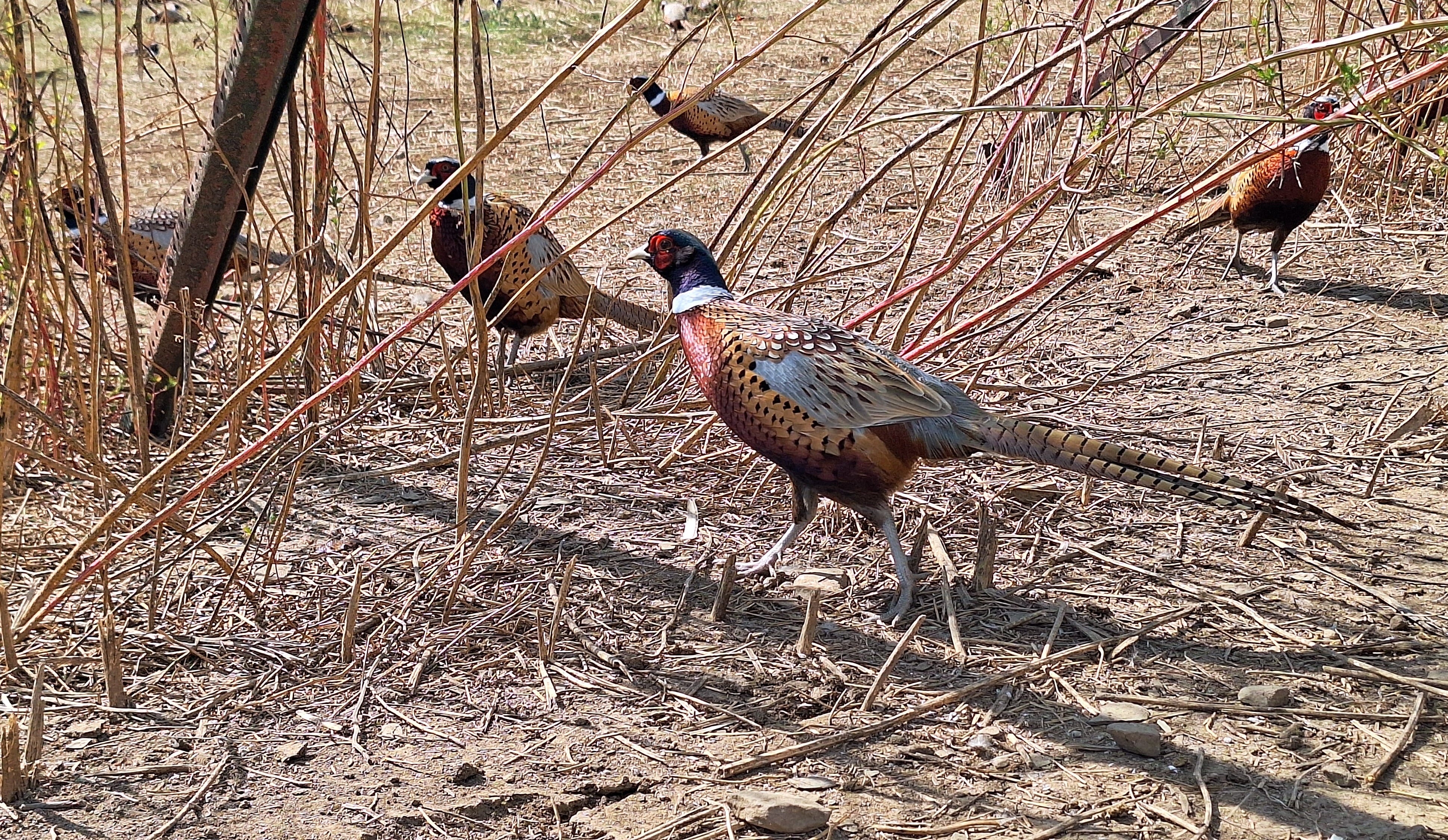 Final pheasant releases happening now, but there may be a bonus one