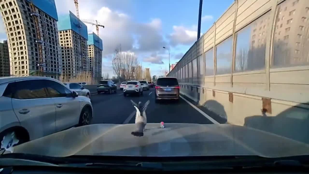 Amusing moment pigeon hitches a ride on bonnet of moving car