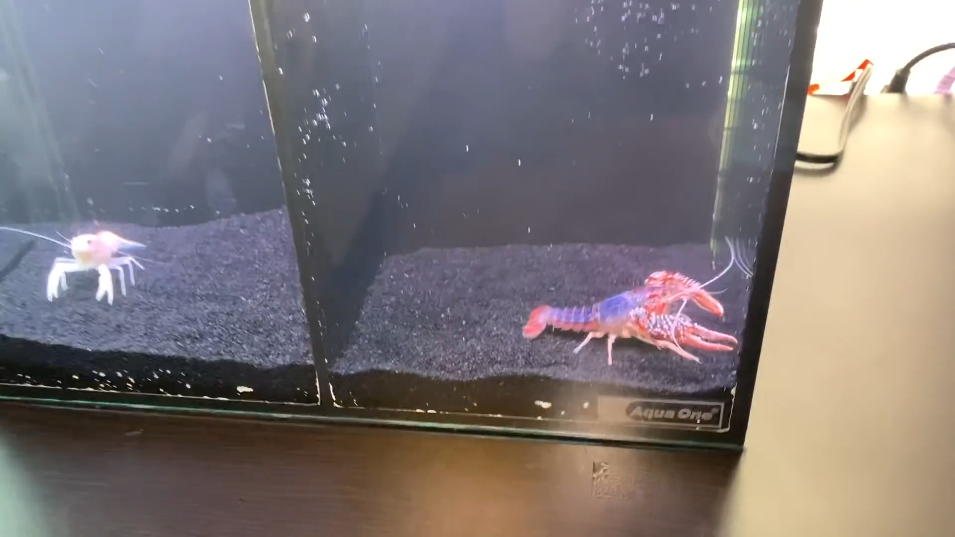 Colorful crawfish lobster breeding in a dual tank setup