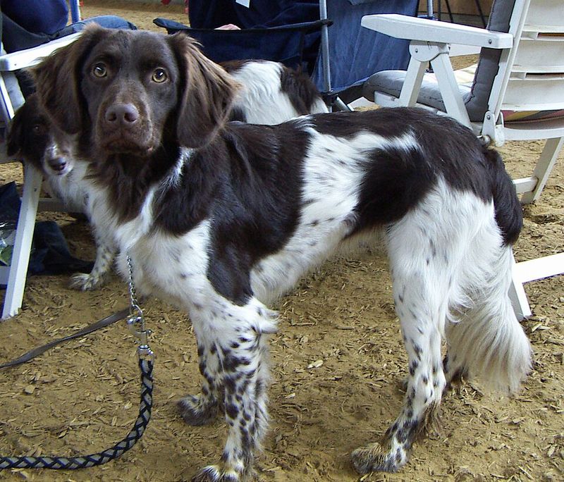 Dog owners who dig deep keep finding these 10 breeds first