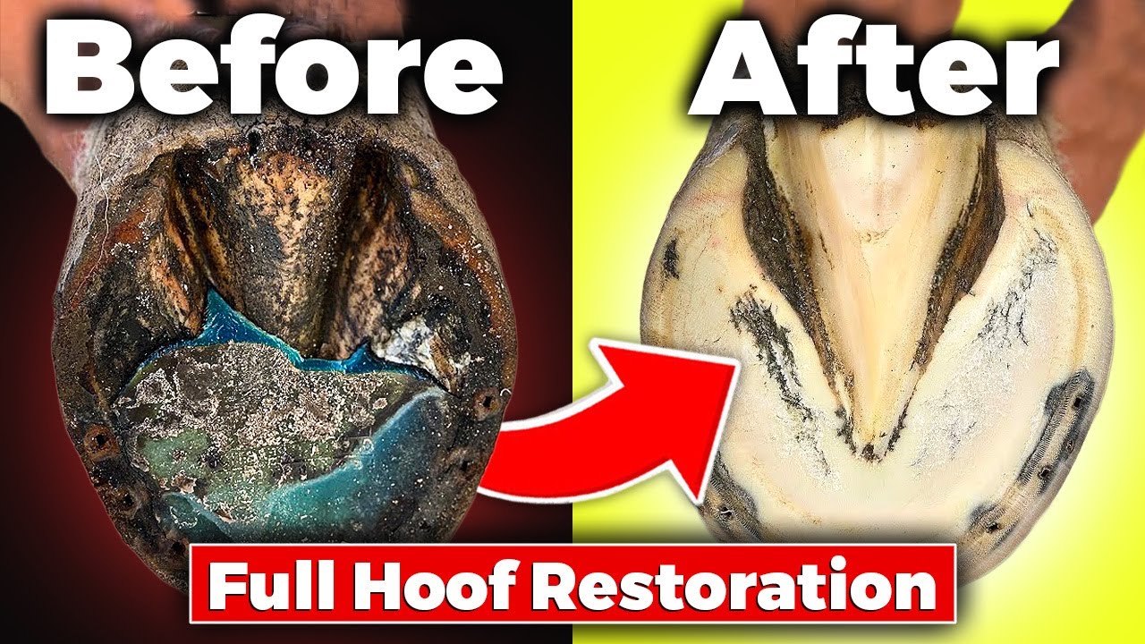 Full hoof restoration ASMR satisfying farrier process