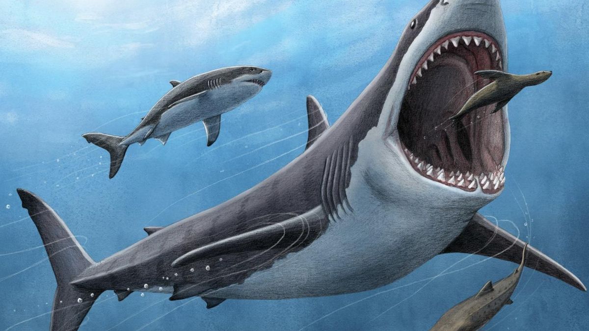 El megalodón era más aterrador de lo que sabíamos: científicos descubrieron  su tamaño real | Explora | Univision, image size:1200x675