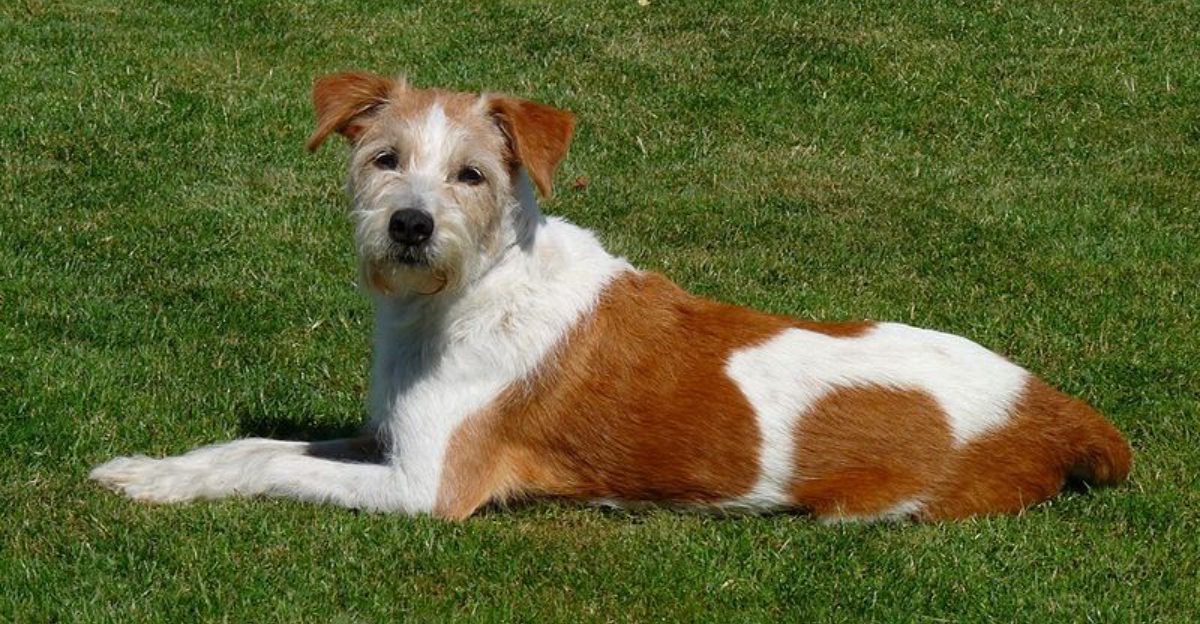 Dog owners who dig deep keep finding these 10 breeds first