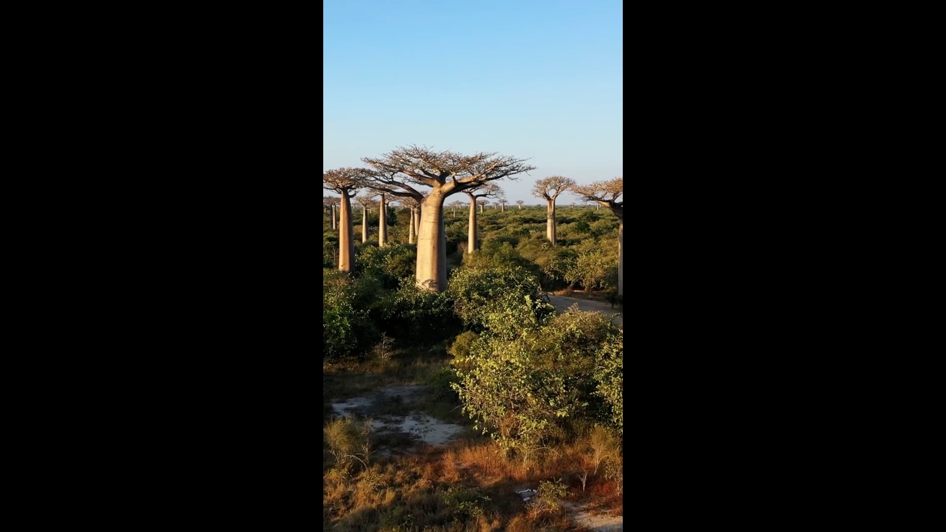 חיות בר מלמעלה: בתי הגידול המגוונים של מדגסקר