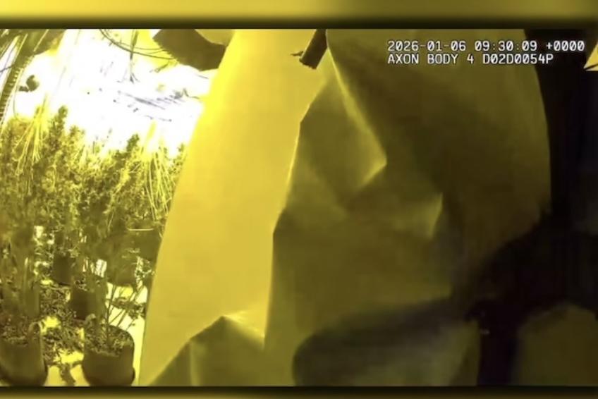 Watch the moment police arrest man after drugs raid uncovers cannabis ...