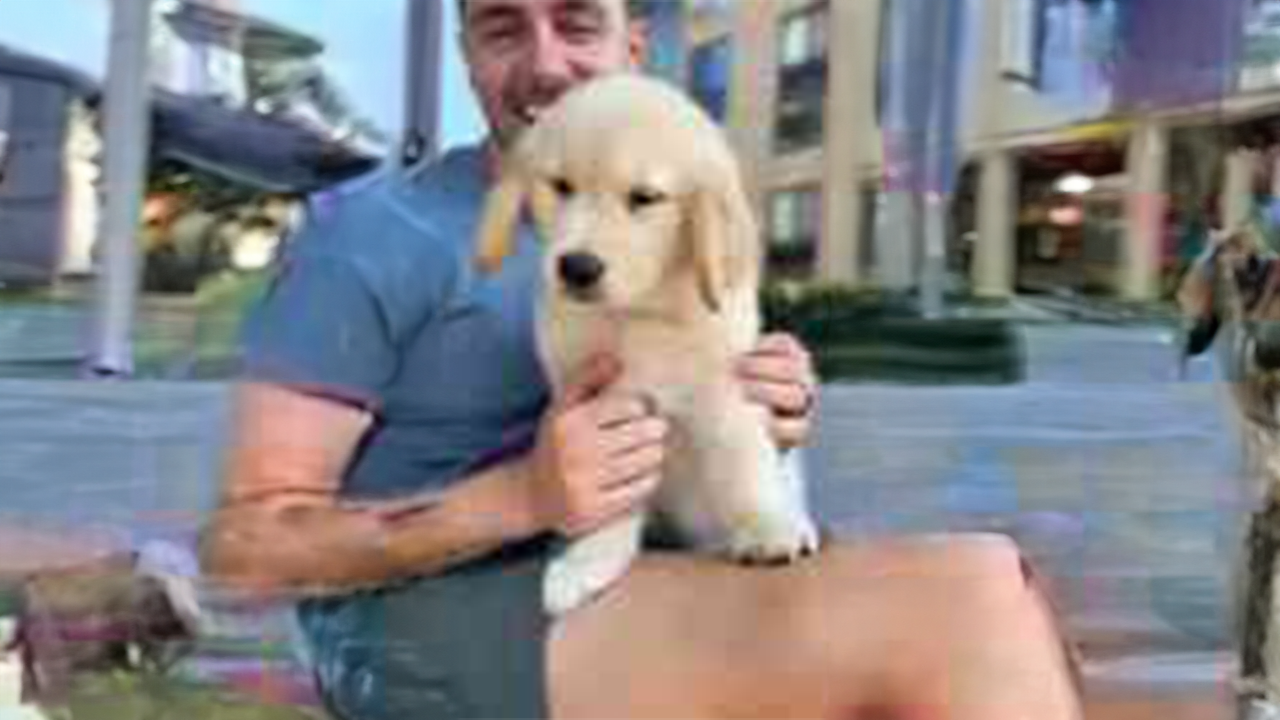 Why golden retrievers have the best floppy ears
