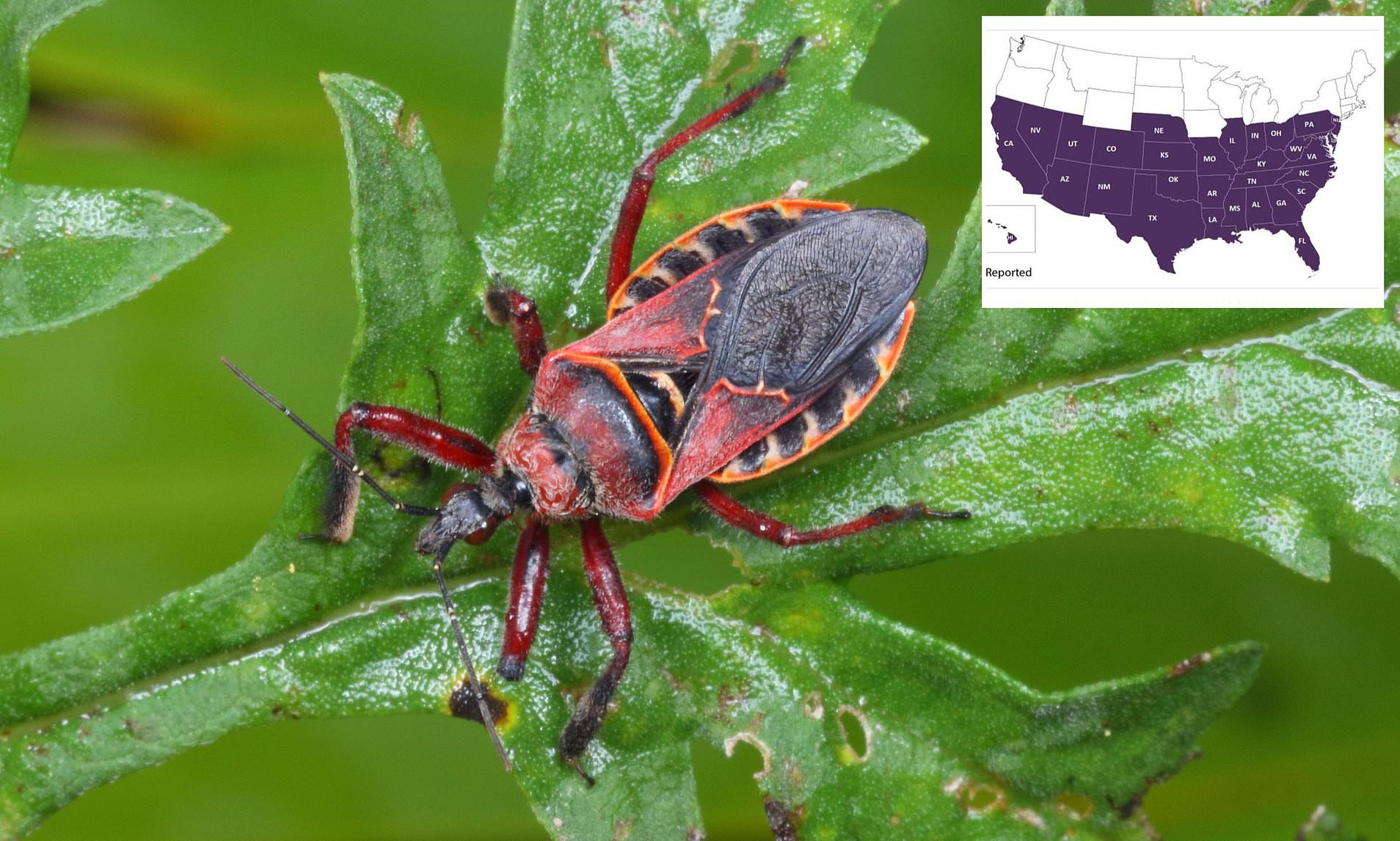 Bugs carrying infectious disease are crossing Mexico-Texas border in ...