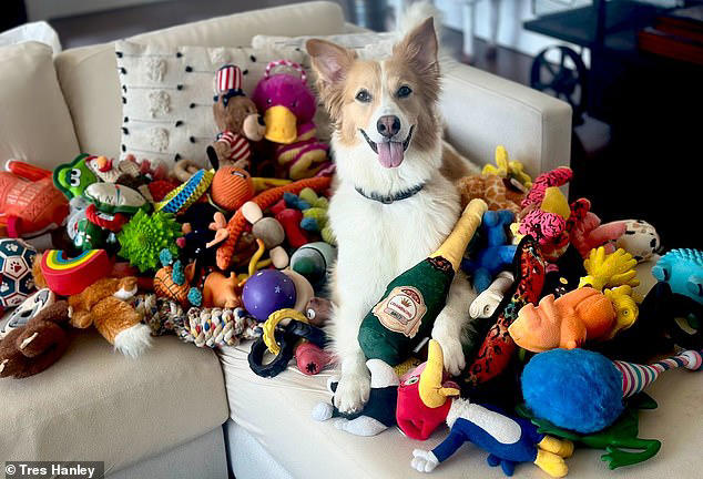 shall-we-go-for-a-w-a-l-k-dogs-really-do-eavesdrop-on-their-owners