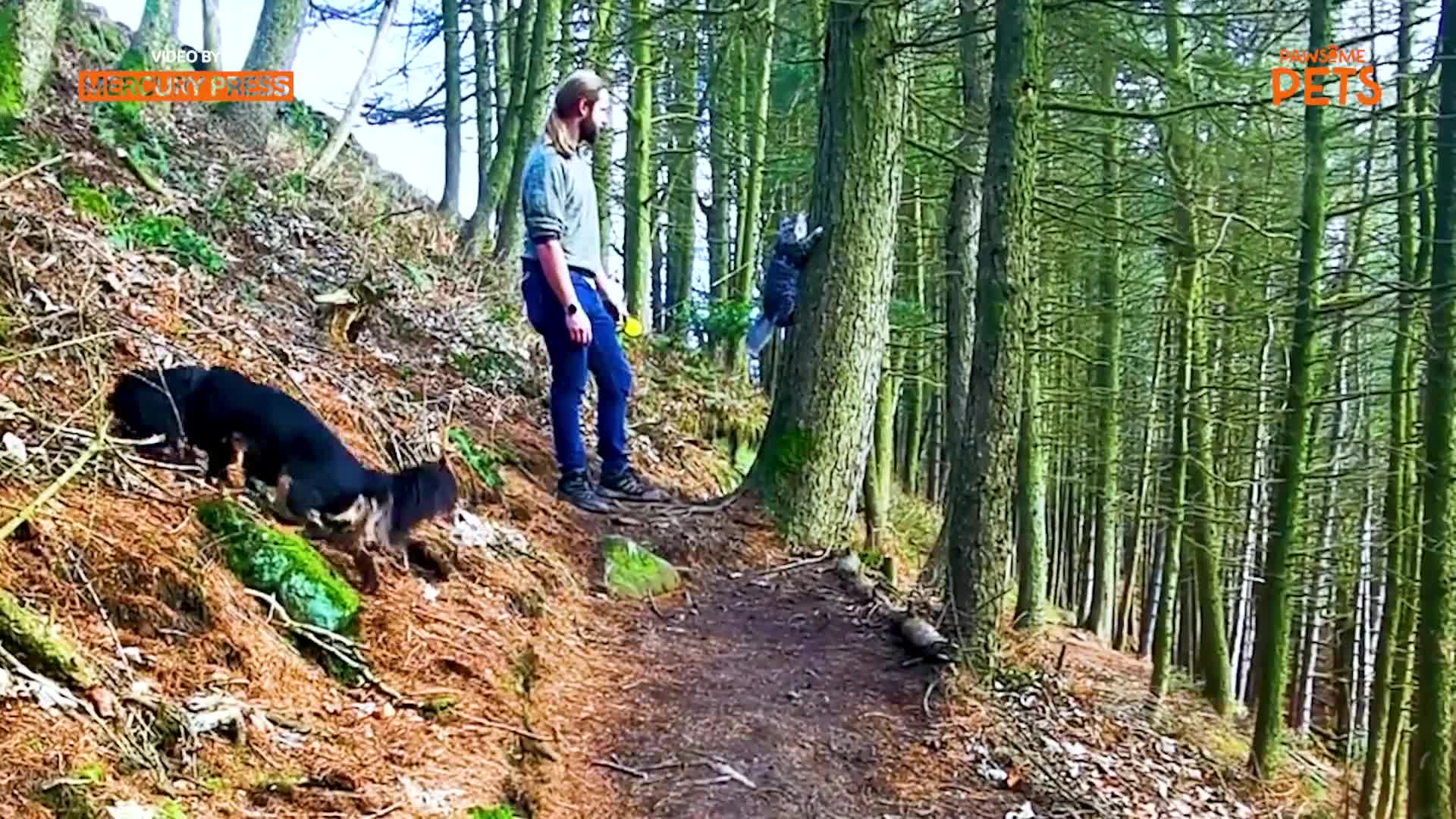 Cat loves to explore the hiking trail