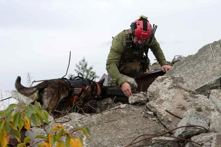 Search and rescue dogs are getting a boost from AI — but canines still ...