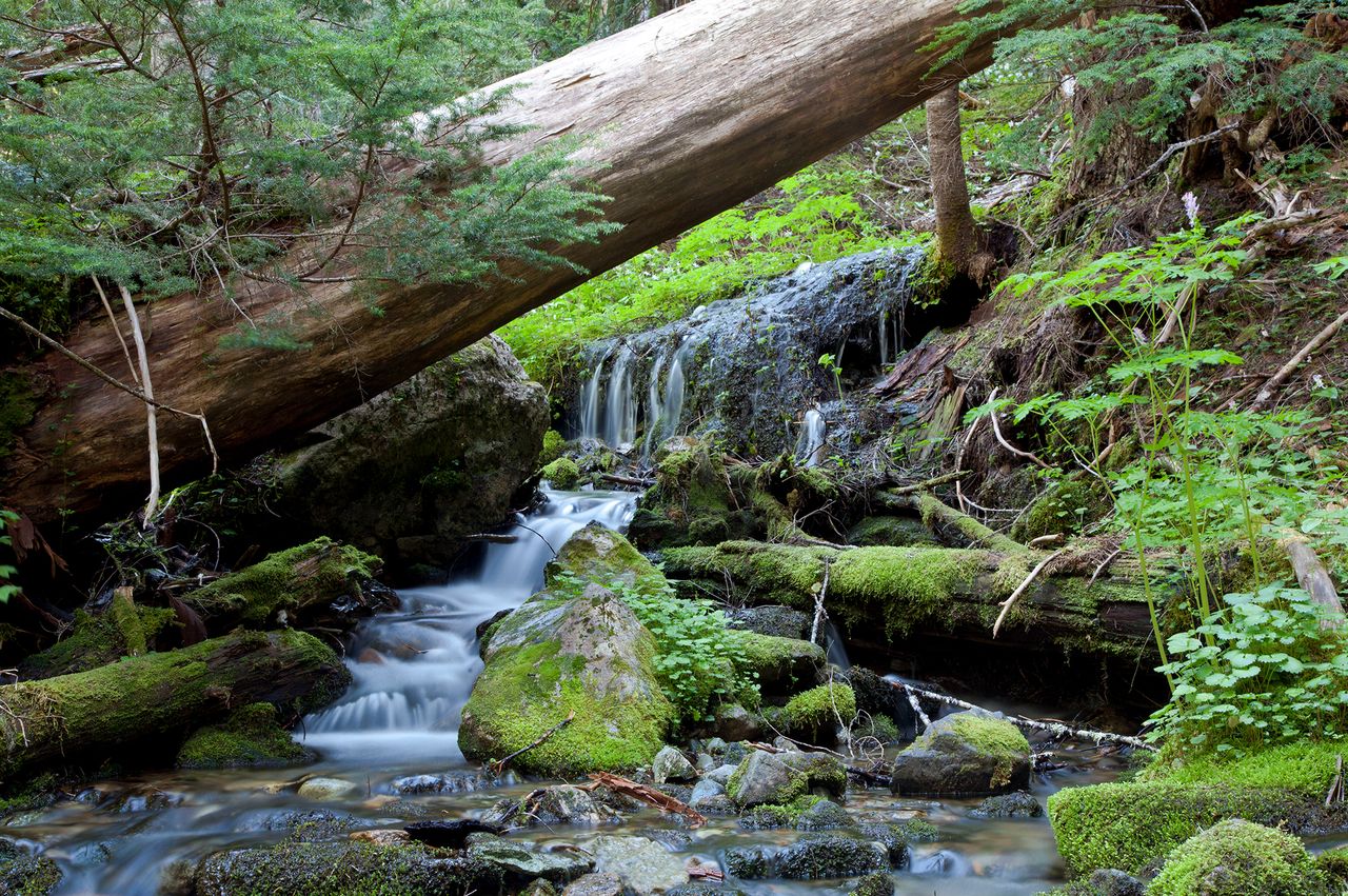 A small stream cascading over rocks below a fallen tree in a forested area surrounded by moss and greenery