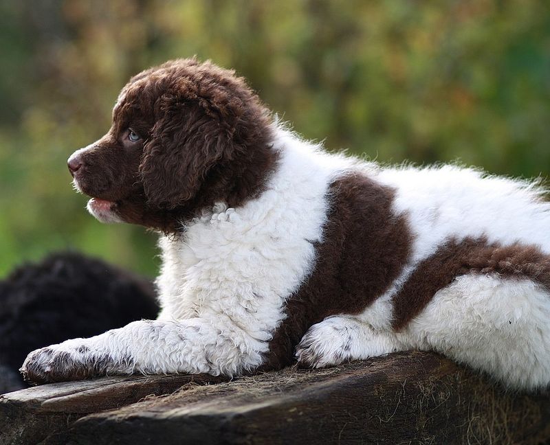 Dog owners who dig deep keep finding these 10 breeds first