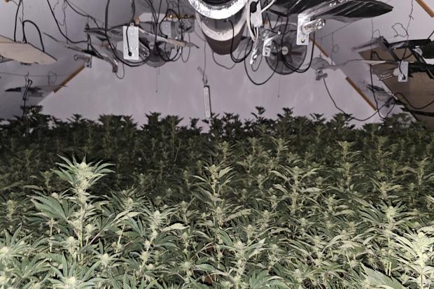Police bust large-scale Bradford cannabis farm with street value of £ ...