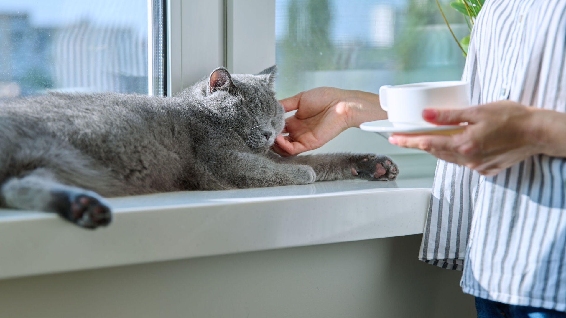 Things you only know if you’re a cat owner