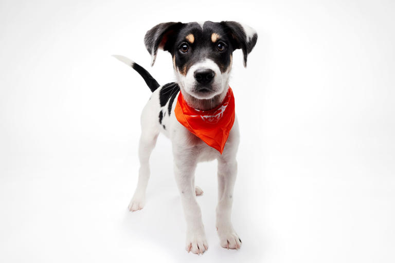 3 pups from Michigan make the 2026 Puppy Bowl roster. What to know