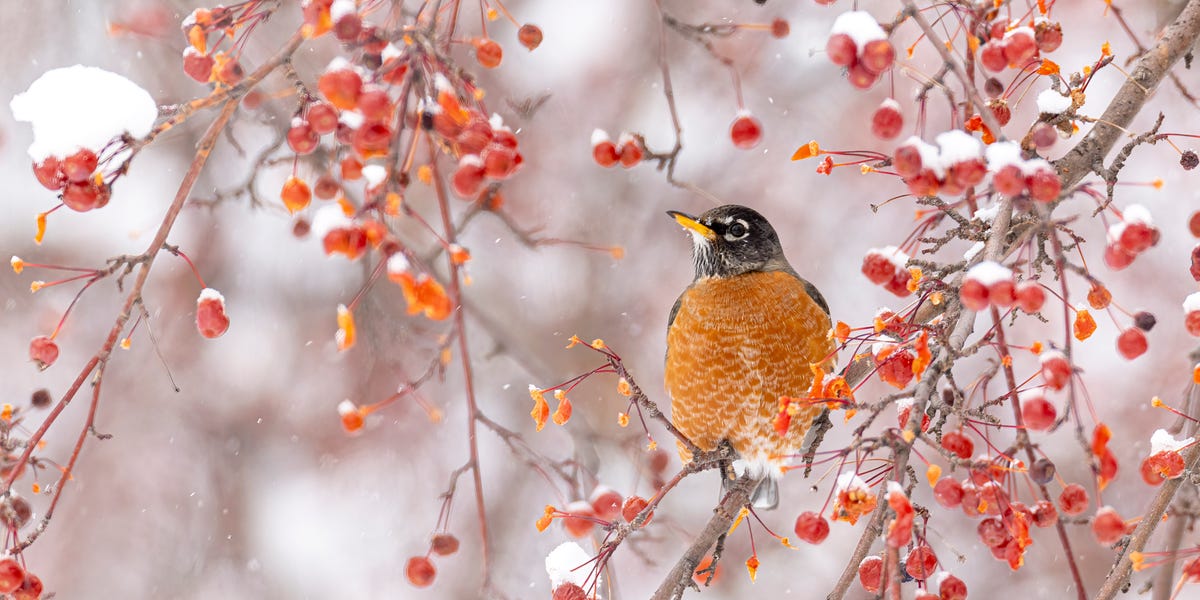 5 surprising facts about American robins most backyard birders don’t know