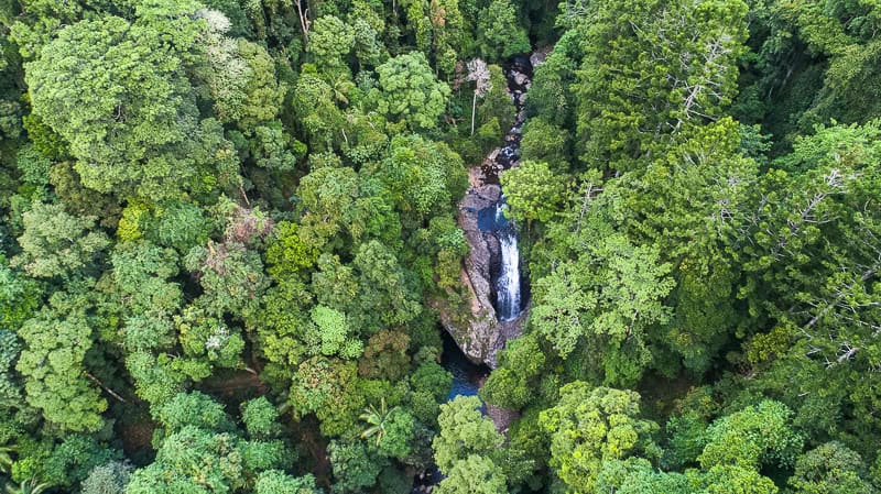 Guide to Springbrook National Park's best walks