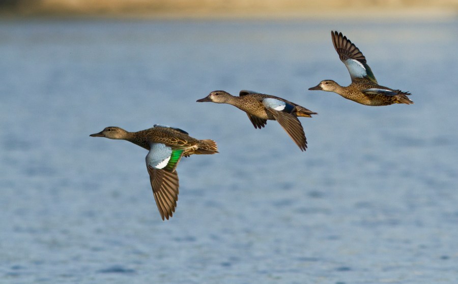 Sen. Kennedy blames Louisiana duck migration drop on 'legal baiting'
