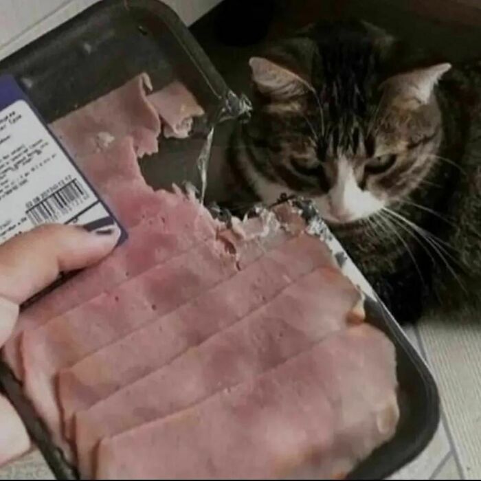 “Absurd Reality”: 33 Funny Photos That Are Better Without Context