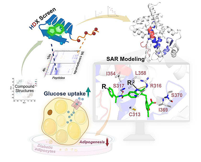 New group of potential diabetes drugs with fewer side effects can ...