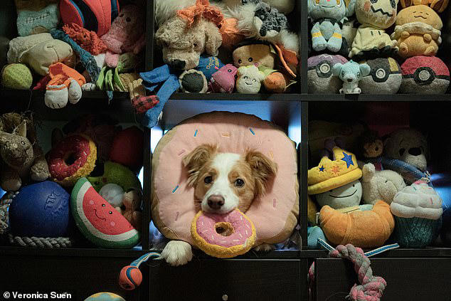 shall-we-go-for-a-w-a-l-k-dogs-really-do-eavesdrop-on-their-owners