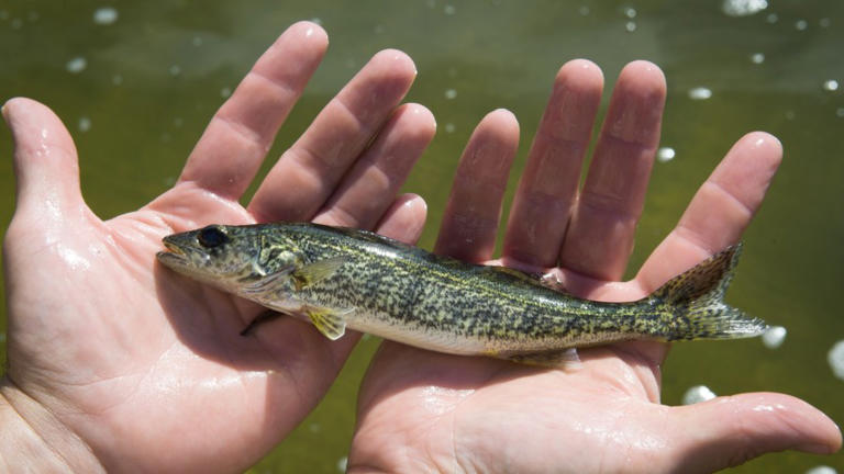 Department of Natural Resources stocked more than 600,000 fish in ...
