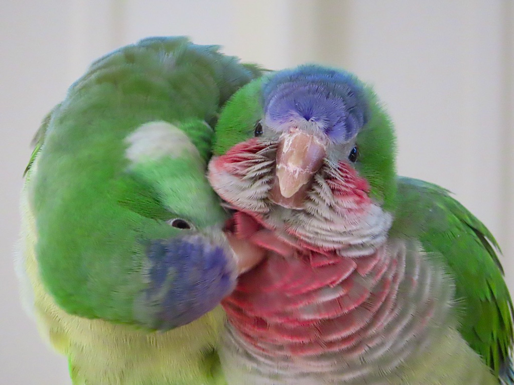 Study reveals how birds carefully form new friendships