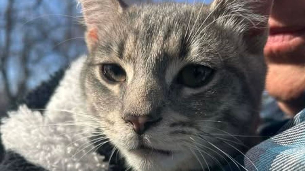 Photos: Cat reunites with owner after being rescued from tree in Havre ...