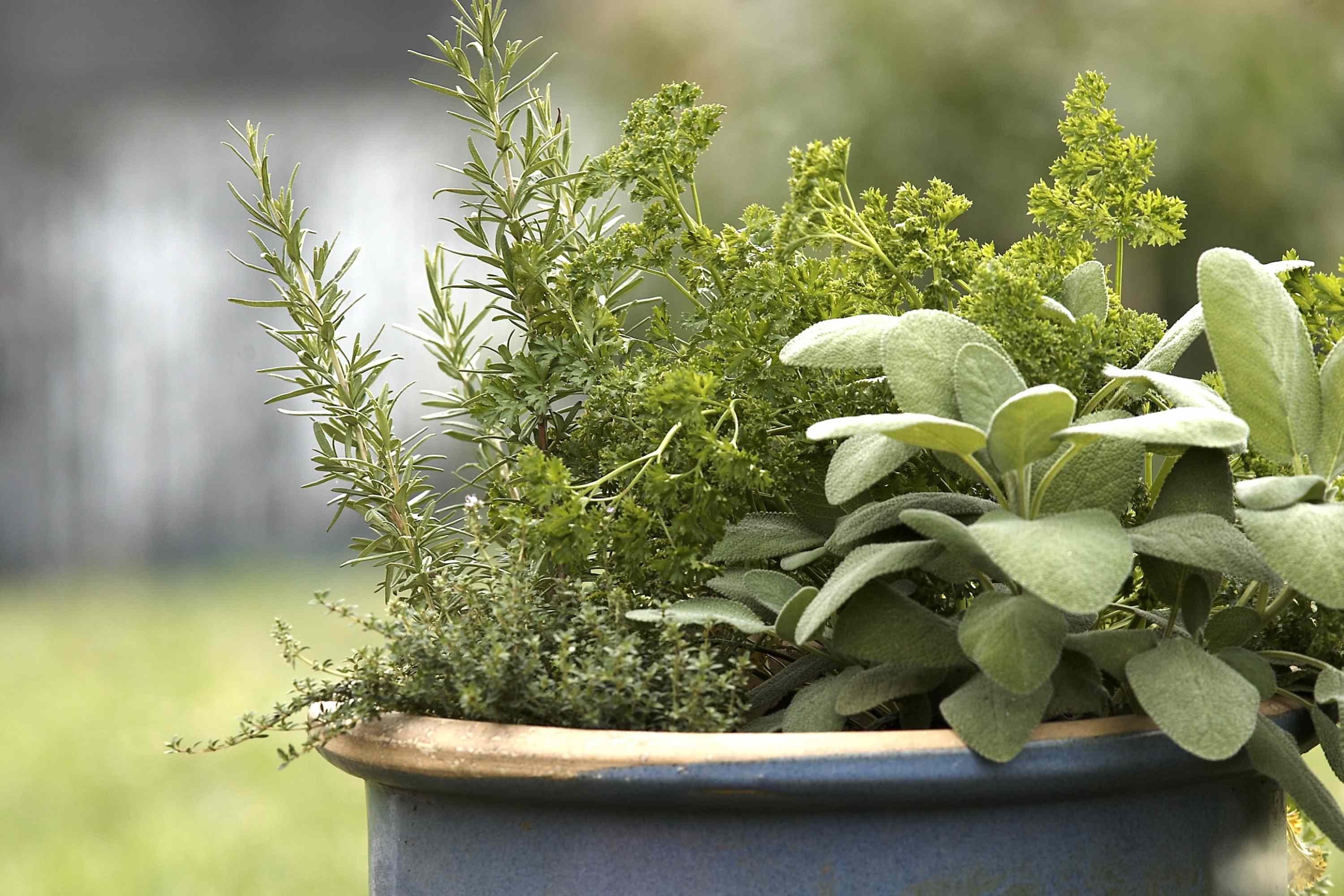 6 herbs you should start from seed now to get a spring harvest