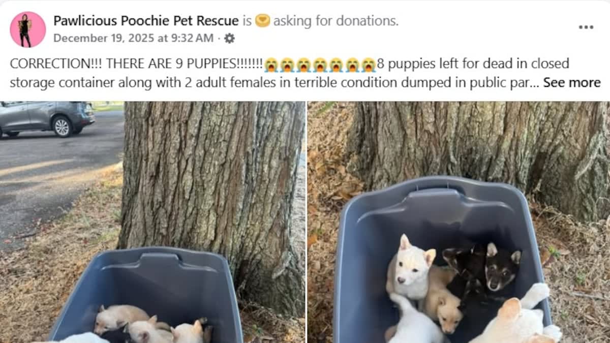 Largo police arrest couple after 9 puppies and 2 adult dogs abandoned ...