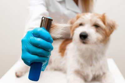 犬の『抜け毛が増えた』と感じたときの危険なサイン５選 主な原因まで解説