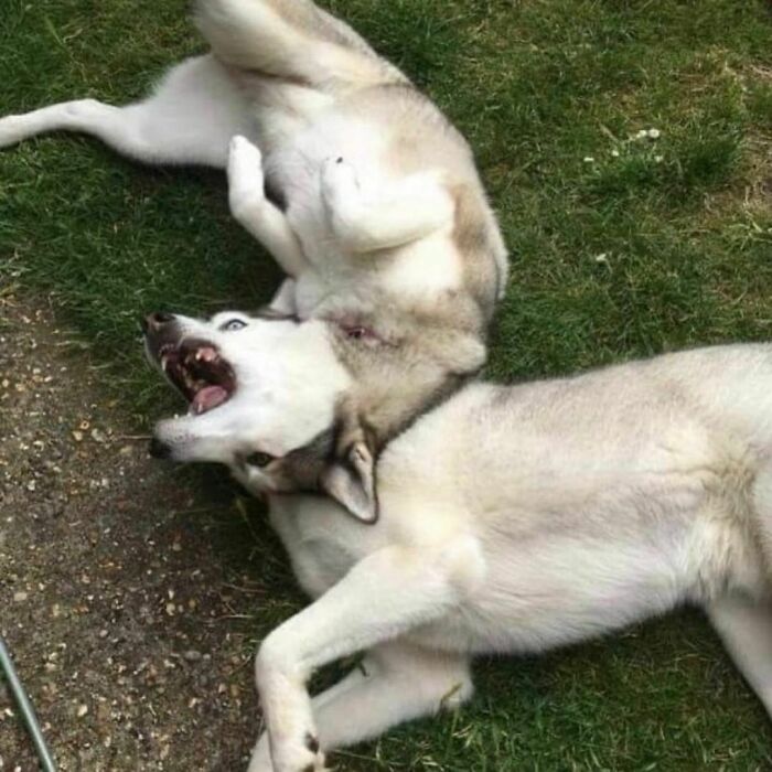 “Absurd Reality”: 33 Funny Photos That Are Better Without Context