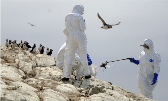 Bird flu outbreak confirmed in the UK as 1.8-mile protection zone declared