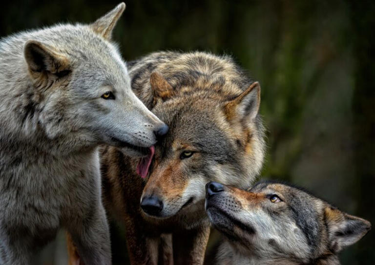 Wolves were our pets before dogs