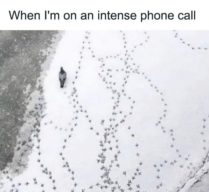 “Absurd Reality”: 33 Funny Photos That Are Better Without Context