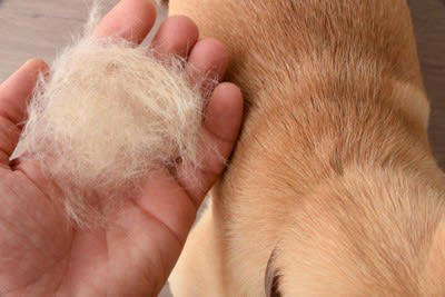 犬の『抜け毛が増えた』と感じたときの危険なサイン５選 主な原因まで解説