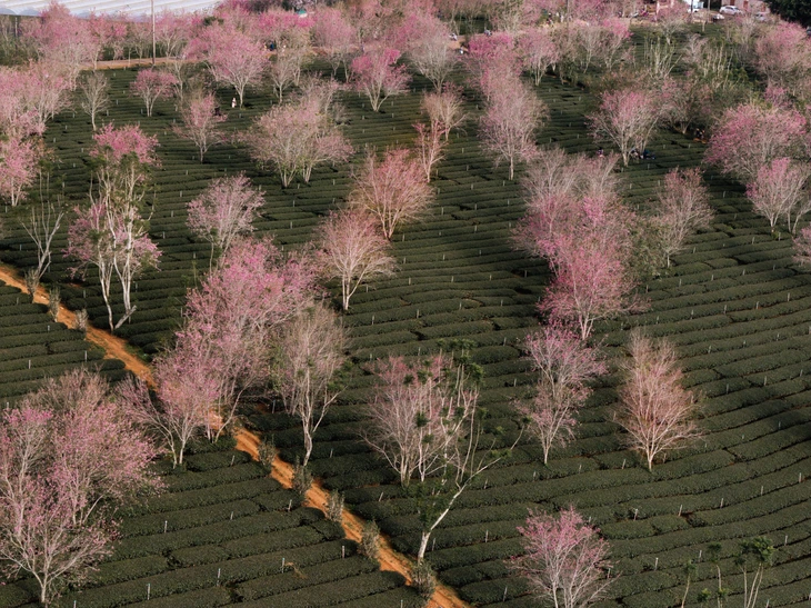 Đà Lạt làm bản đồ số săn mai anh đào theo thời gian thực trên nền tảng Google Maps