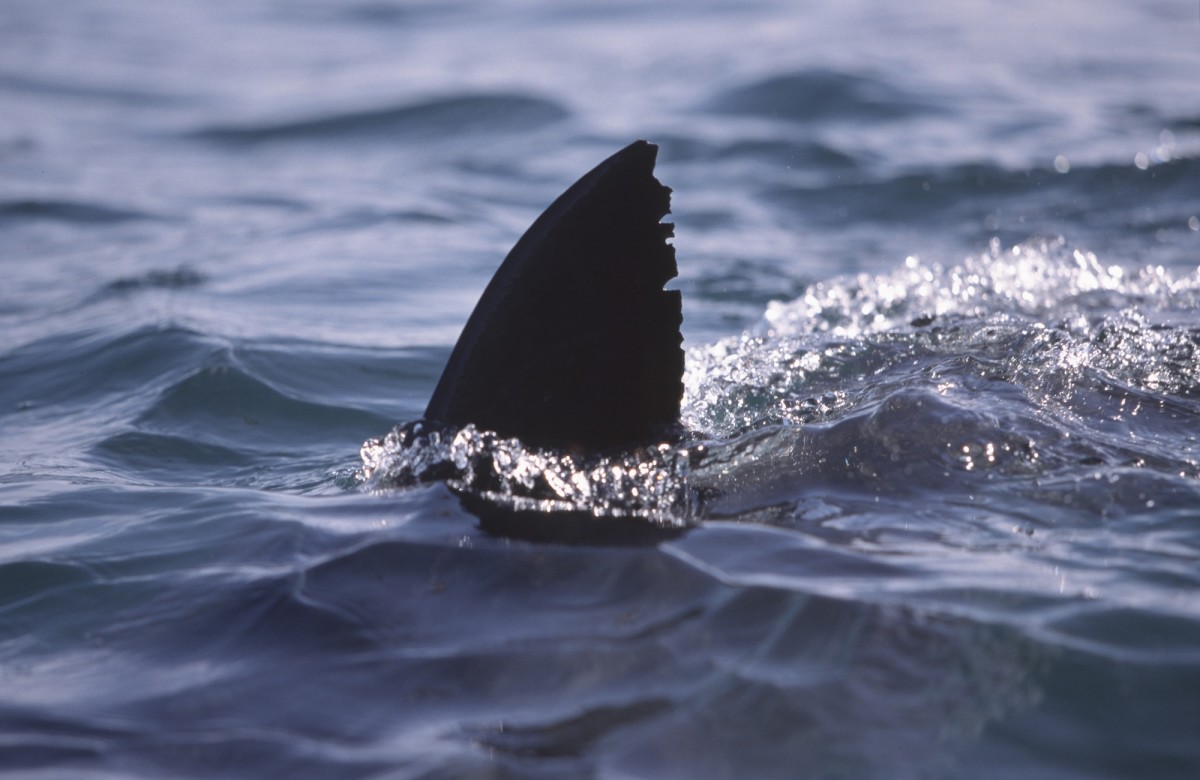 Coroner confirms shark attack killed swimmer Erica Fox<br><br>