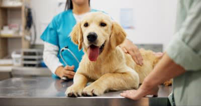 犬の『抜け毛が増えた』と感じたときの危険なサイン５選 主な原因まで解説