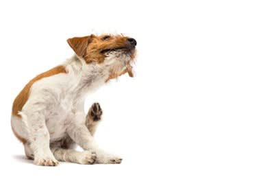 犬の『抜け毛が増えた』と感じたときの危険なサイン５選 主な原因まで解説