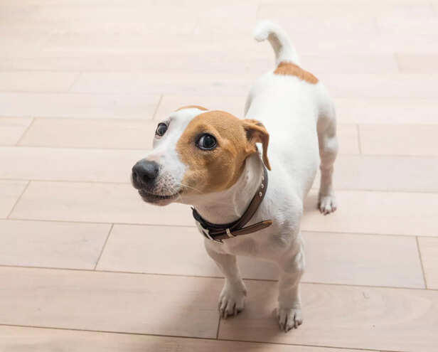 Your pet’s poop is sending you a message. Are you ignoring the signs?