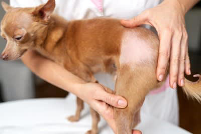 犬の『抜け毛が増えた』と感じたときの危険なサイン５選 主な原因まで解説
