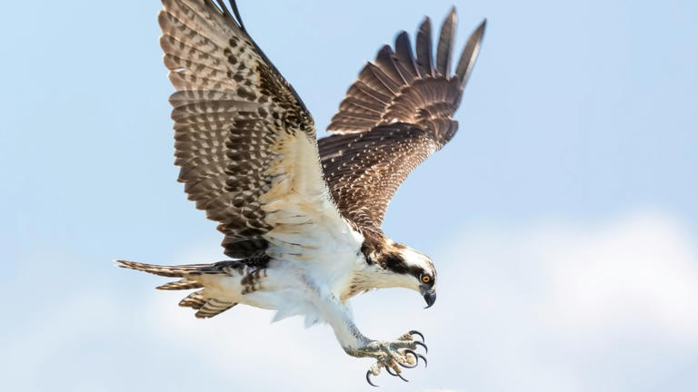 If a hawk dives at your pet, do these 5 things immediately