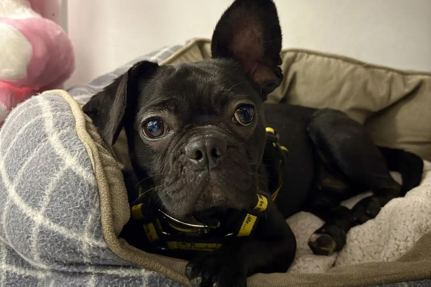 Dogs Trust: Pepper the pug cross and crossbreed Millie both need rehoming in Northern Ireland