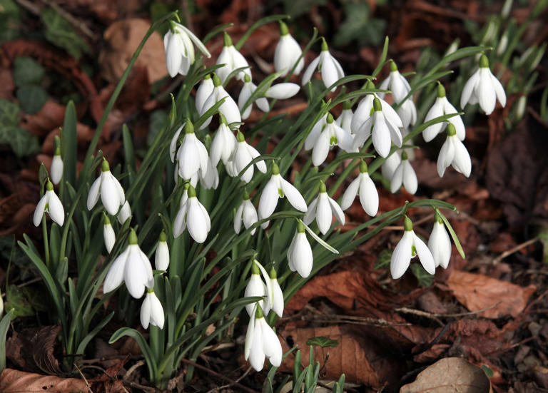 See 60 varieties of snowdrops at this 'best kept secret ...