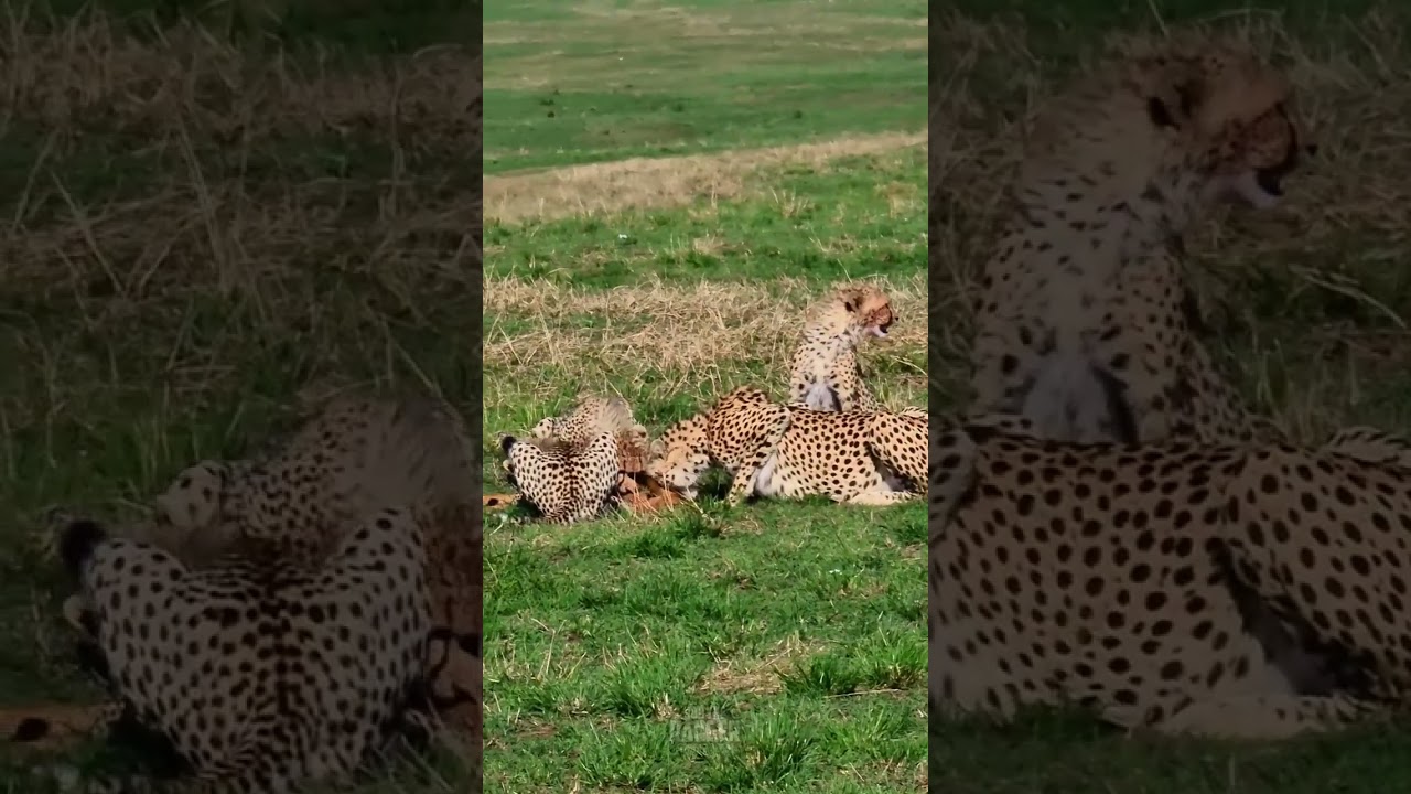 Cheetah family enjoys feast in open sunlit savannah