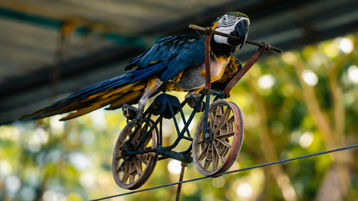 Parrot rides a tiny bicycle