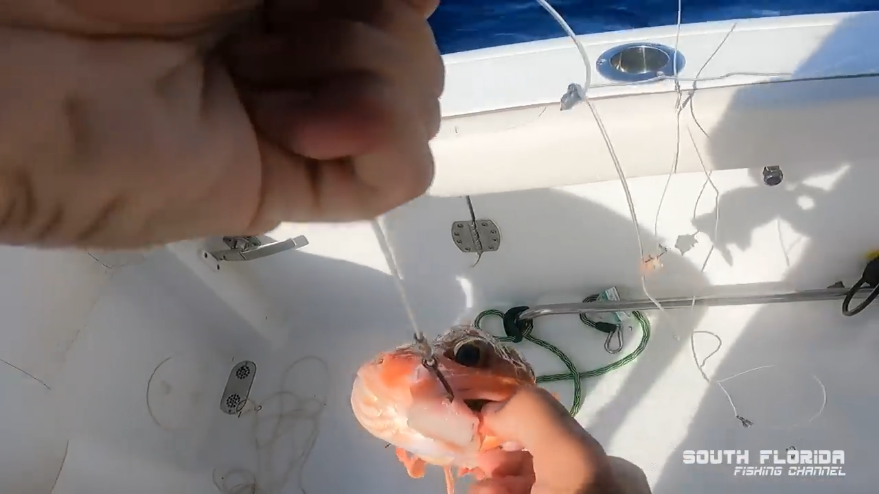 Deep dropping off Marathon for these orange fish